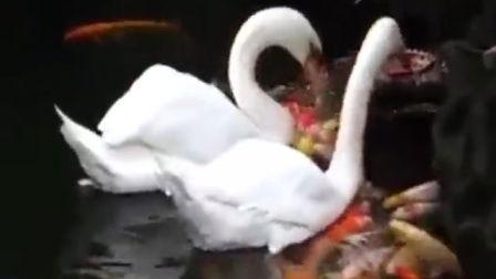 与鸭共舞在线高清观看,高清视觉盛宴，共赴自然和谐之旅