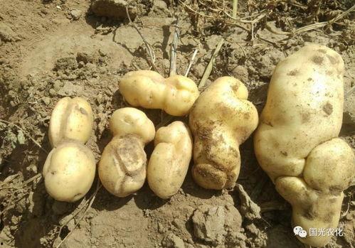 裂缝在线观看土豆,土豆独家首播,揭秘神秘裂痕背后的真相 第3张 裂缝在线观看土豆,土豆独家首播,揭秘神秘裂痕背后的真相 第3张